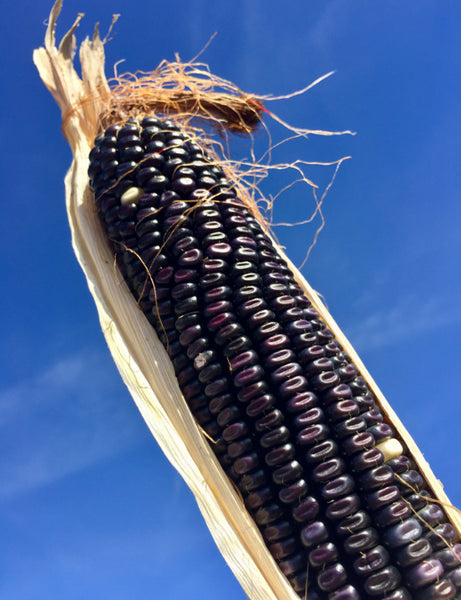 Blue Corn