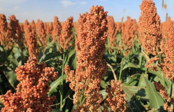 Sorghum