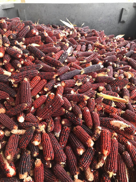 Bloody Butcher Corn (Milled)