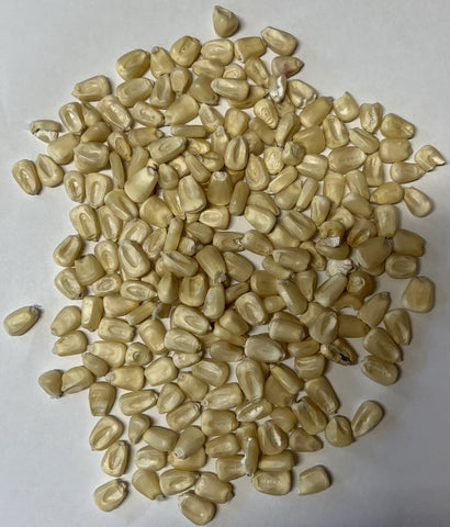 Hybrid White Food Grade Malting Corn
