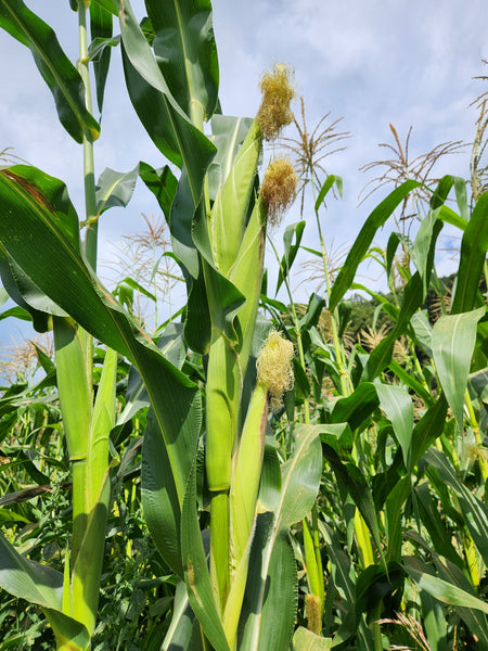 Rich Mountain Distilling Corn Seed