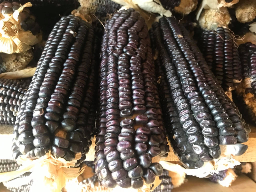 Hopi Blue Corn