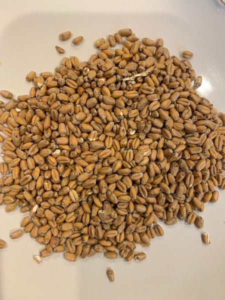 Malted Wheat
